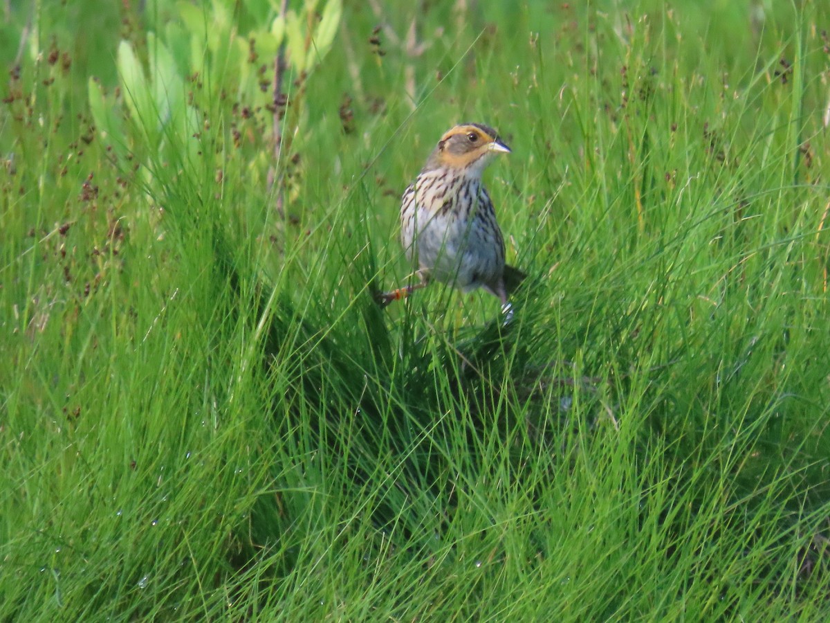 Saltmarsh Sparrow - ML620822693