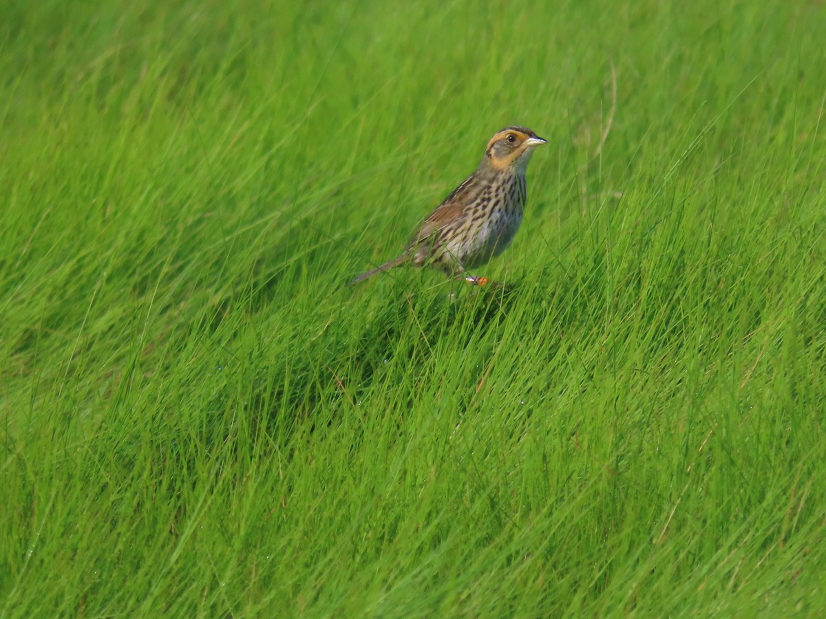 Saltmarsh Sparrow - ML620822694