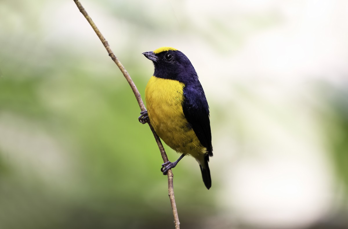 Orange-bellied Euphonia - ML620822695