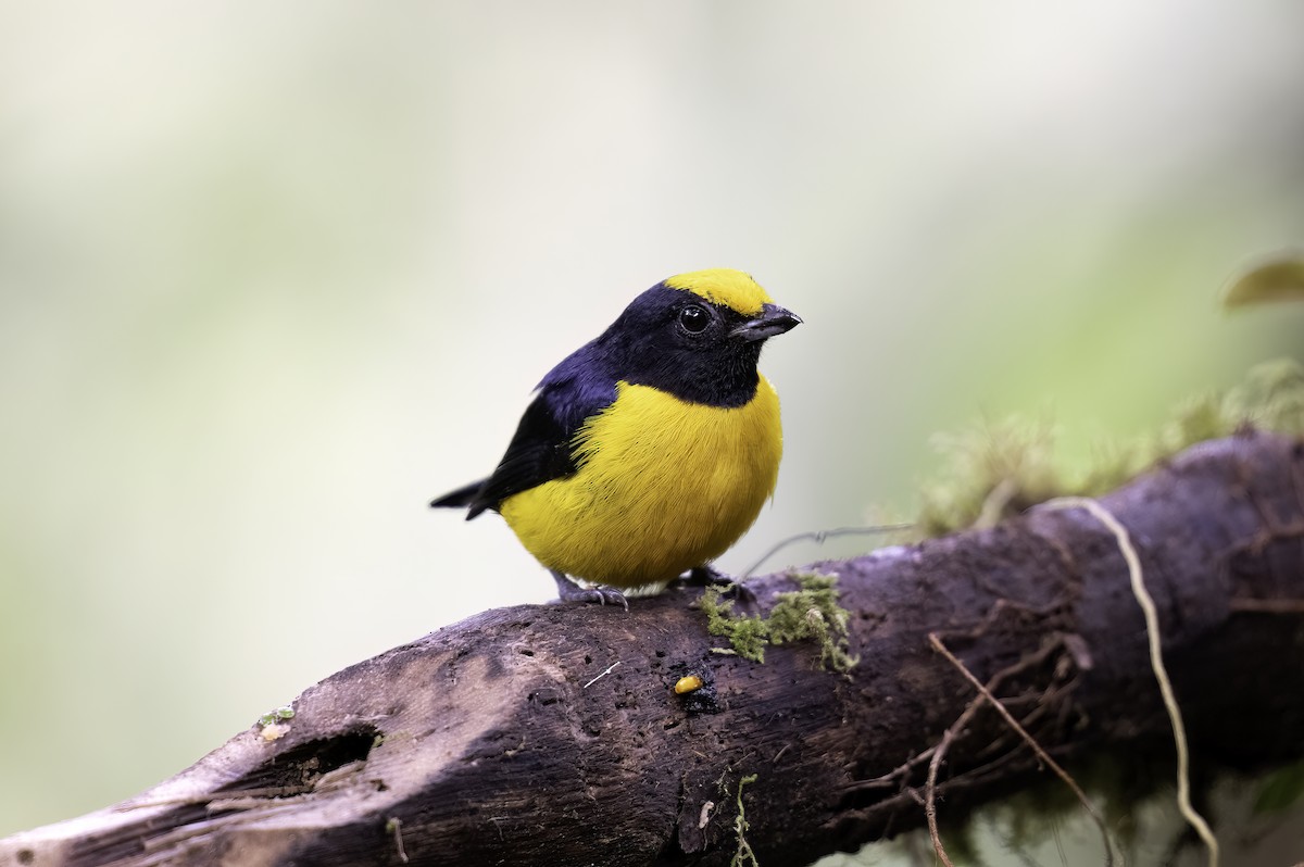 Orange-bellied Euphonia - ML620822697