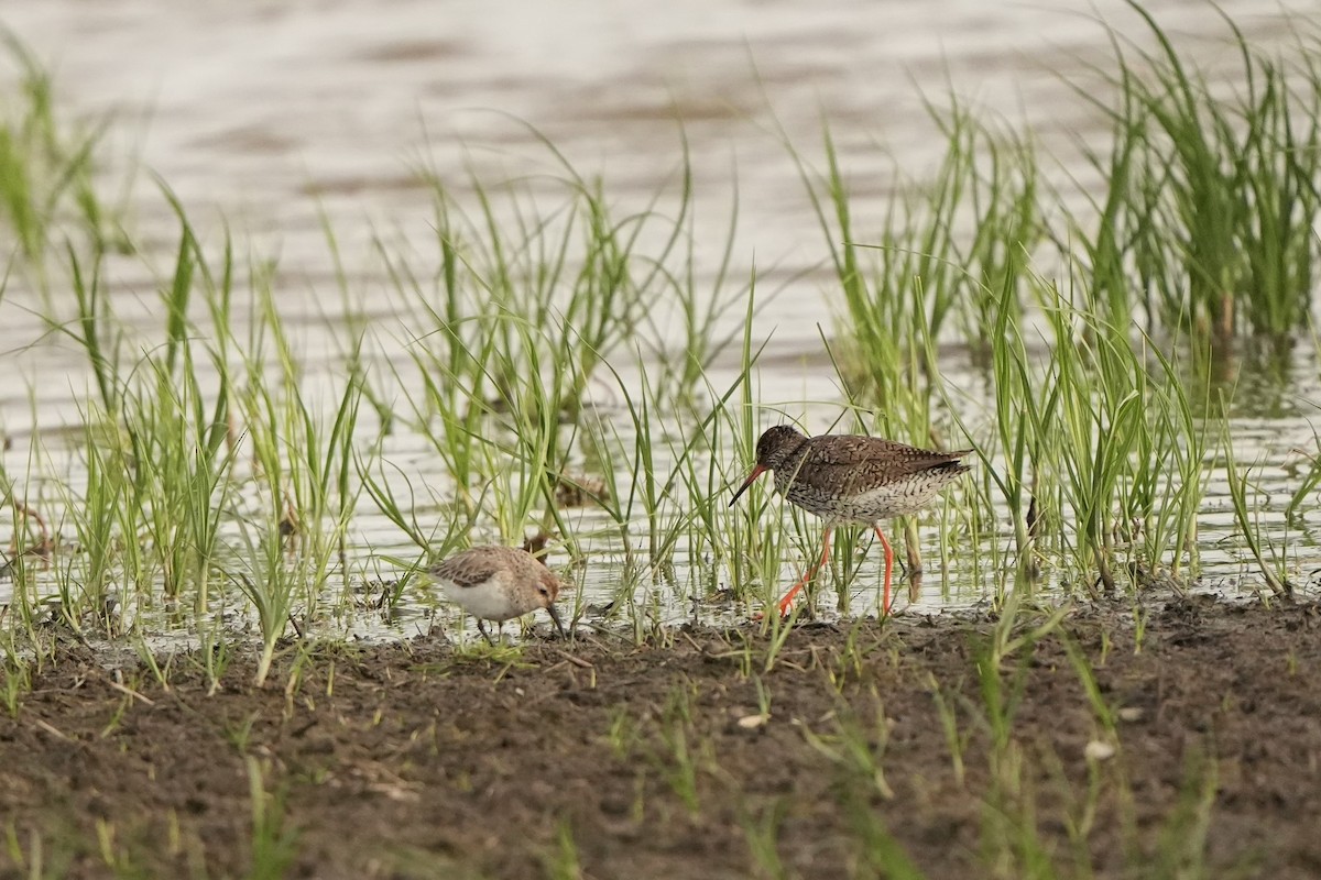 Common Redshank - ML620822703