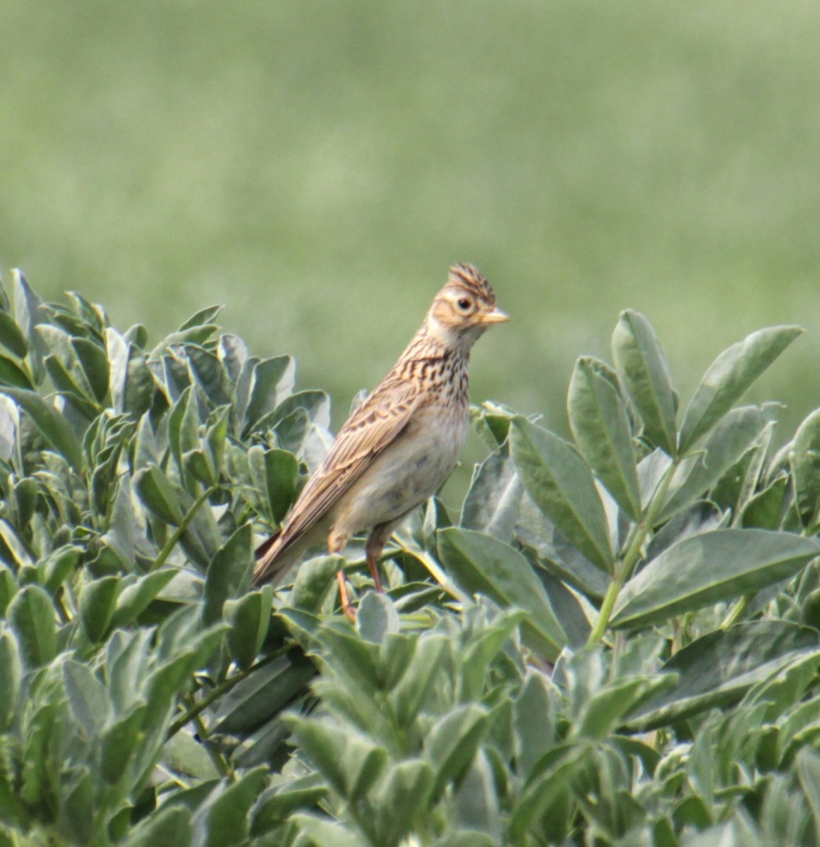 Eurasian Skylark (European) - ML620822708