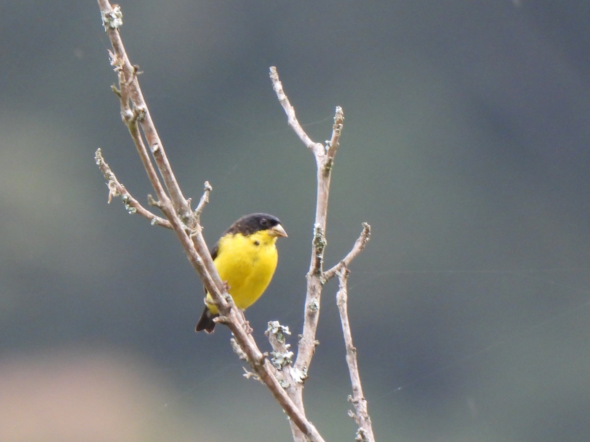 Lesser Goldfinch - ML620822710