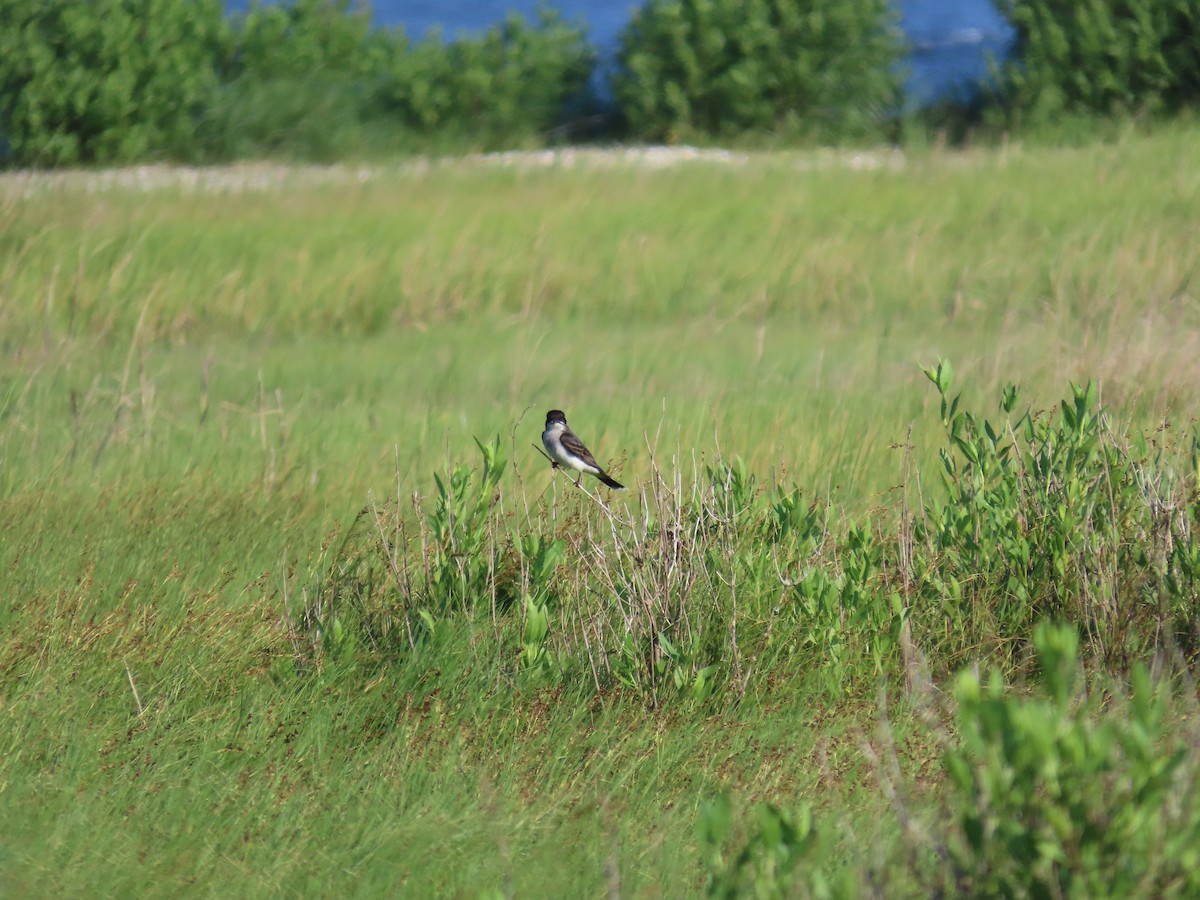 Eastern Kingbird - ML620822711