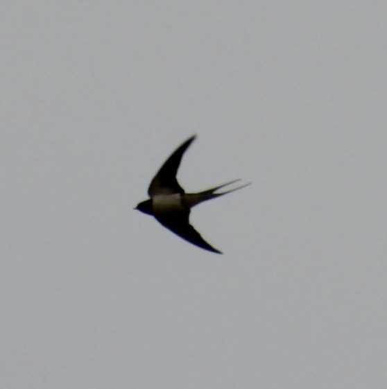 Barn Swallow (White-bellied) - ML620822713