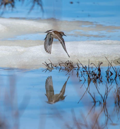 Bergstrandläufer - ML620822716