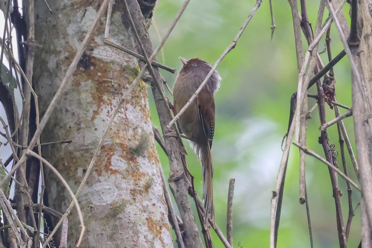 Rusty-fronted Barwing - ML620822717