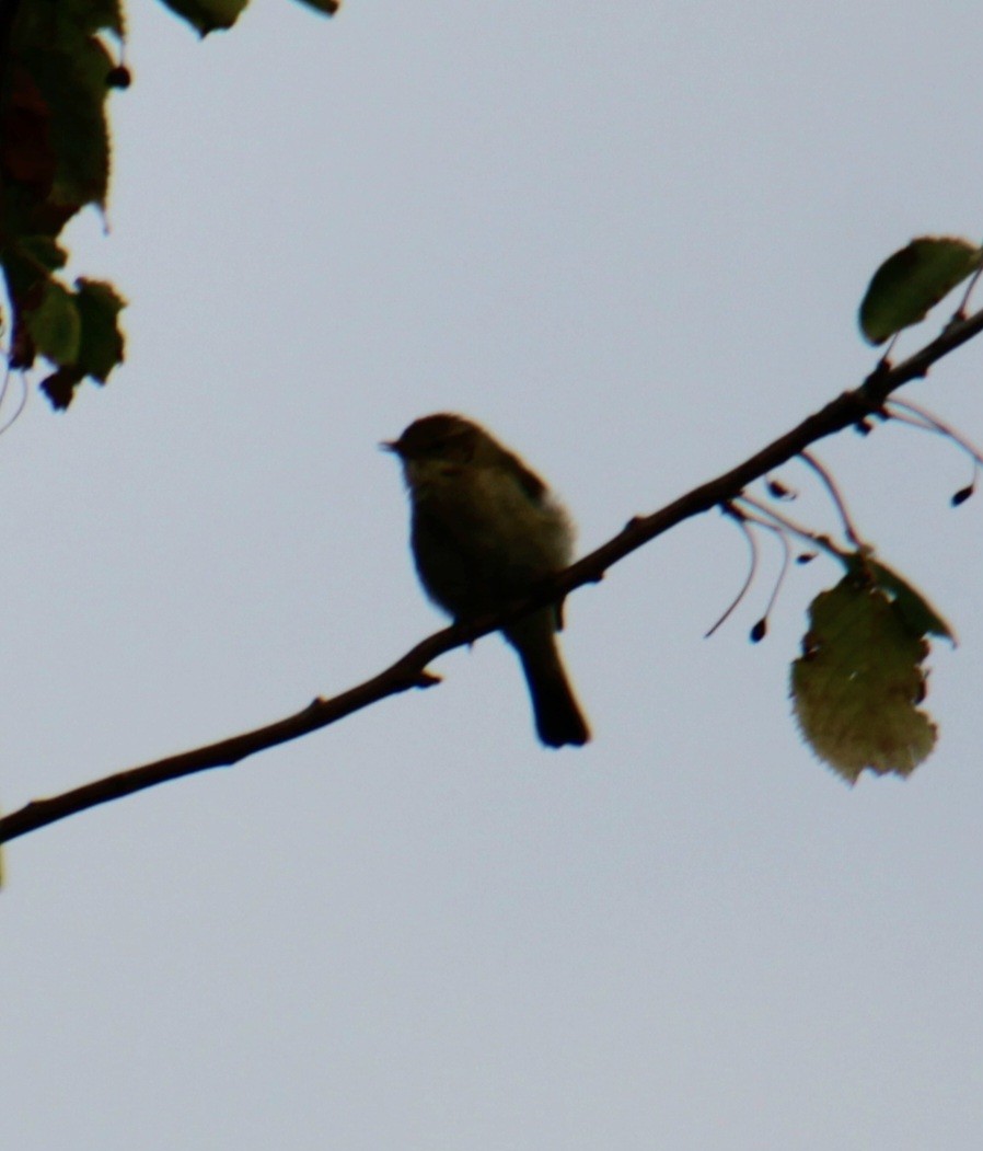 Common Chiffchaff (Common) - ML620822718