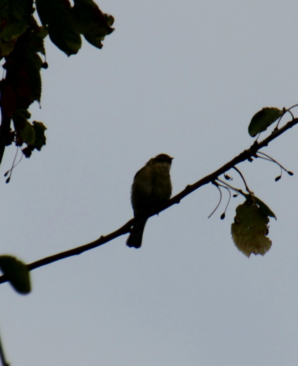 Common Chiffchaff (Common) - ML620822719