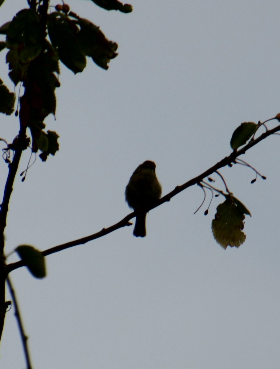 Common Chiffchaff (Common) - ML620822721