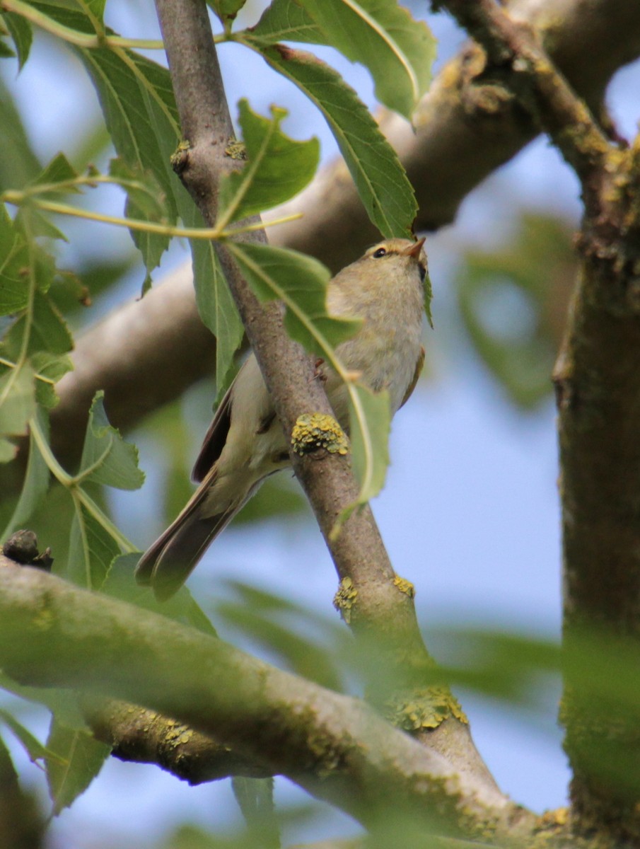 Common Chiffchaff (Common) - ML620822722