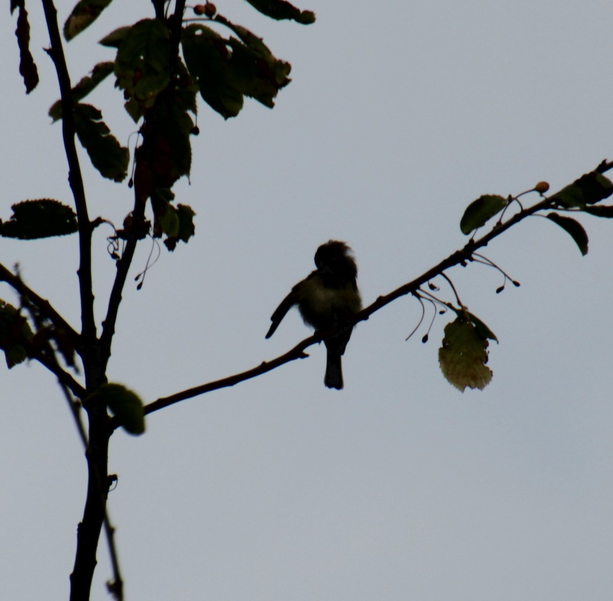 Common Chiffchaff (Common) - ML620822723