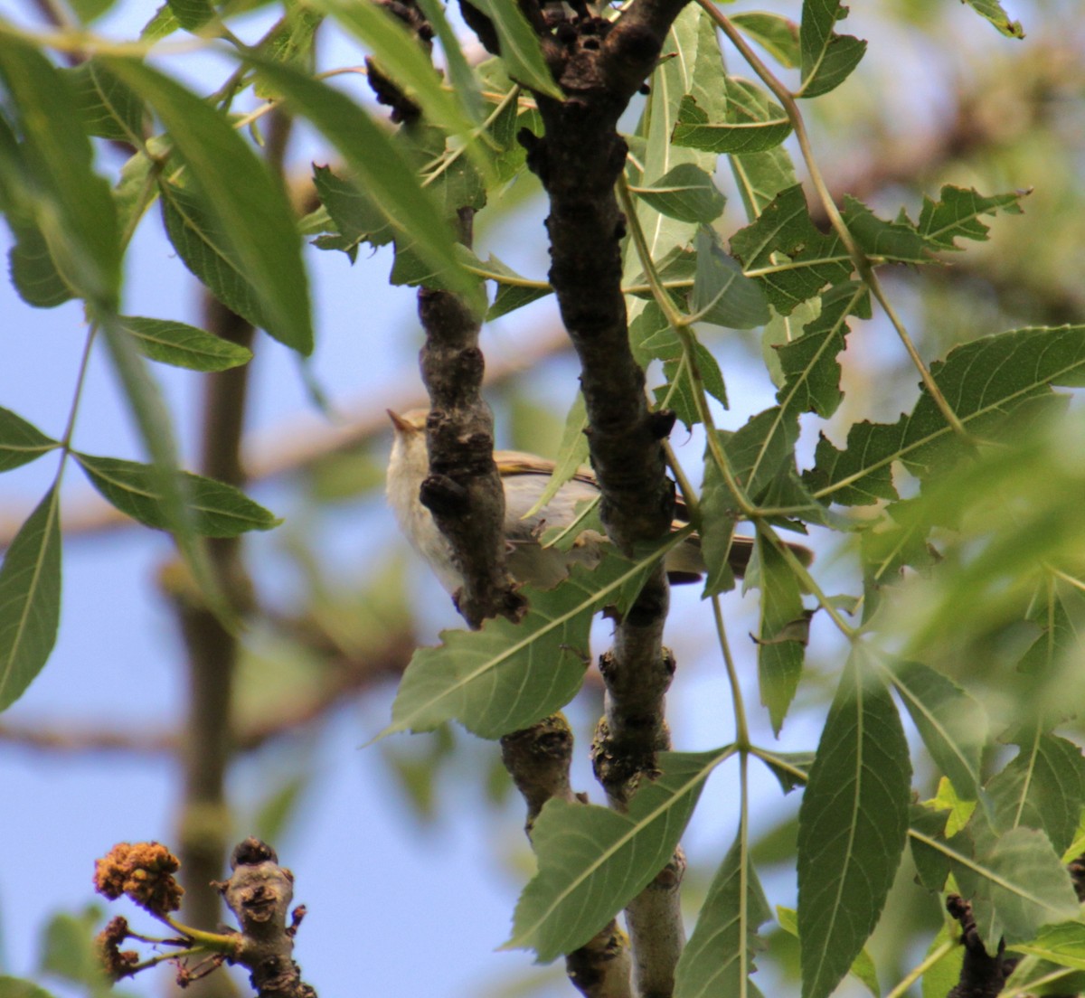 Common Chiffchaff (Common) - Samuel Harris