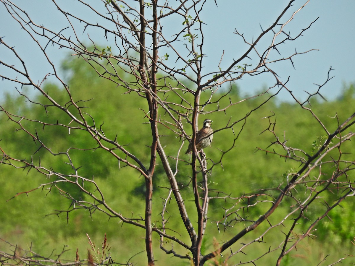 křepel virginský - ML620822725