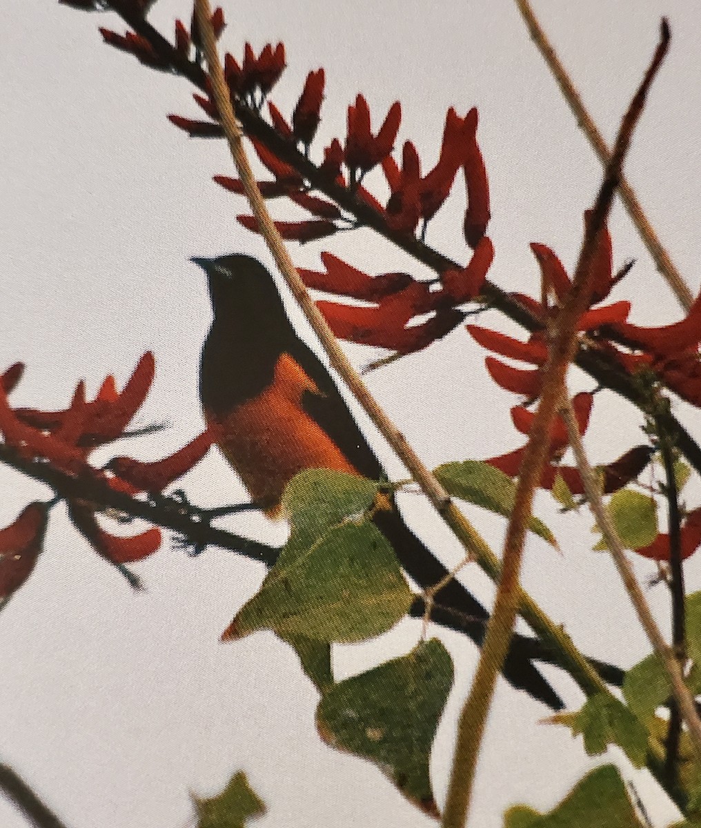 Black-vented Oriole - ML620822727