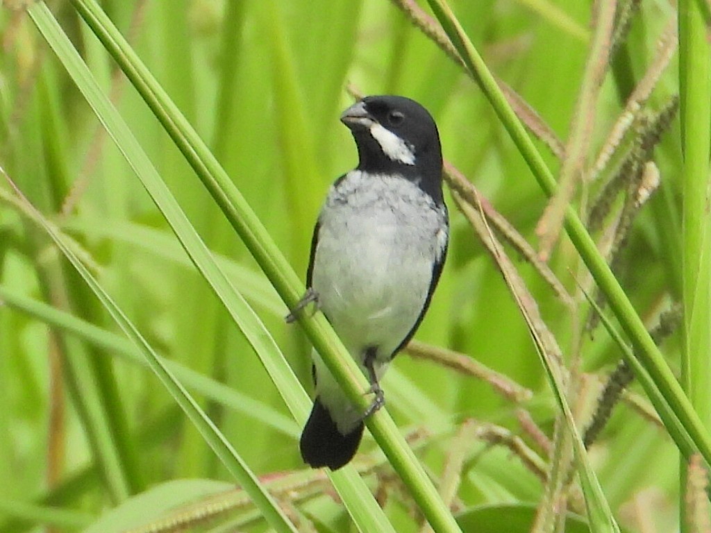 Lesson's Seedeater - ML620822729