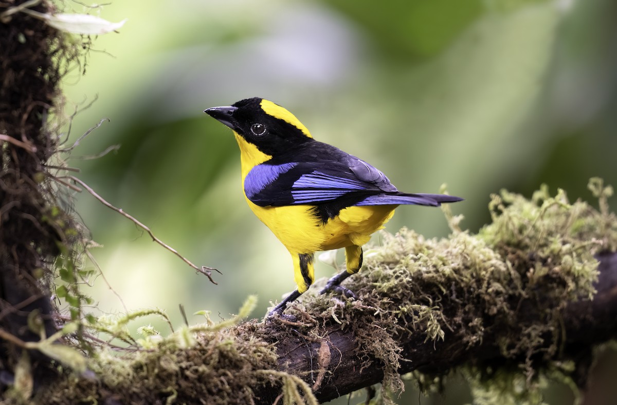 Blue-winged Mountain Tanager - ML620822730