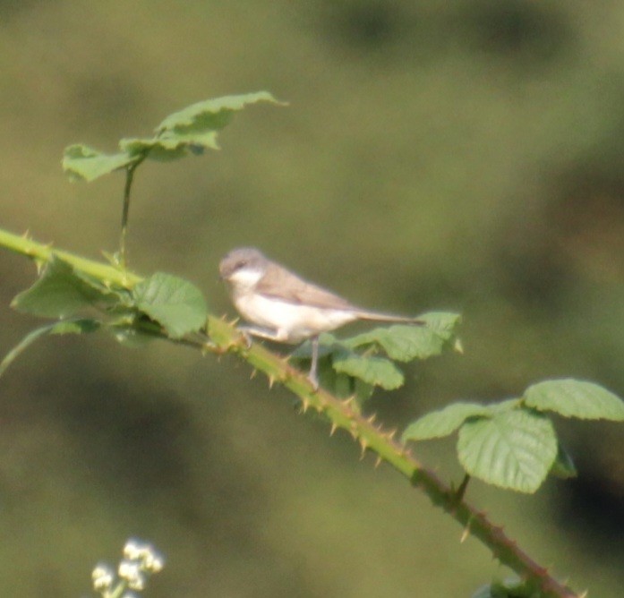 Lesser Whitethroat (Lesser) - ML620822733