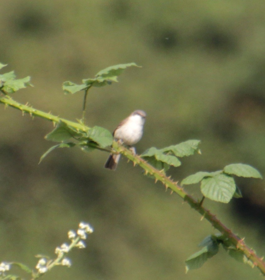 Lesser Whitethroat (Lesser) - Samuel Harris