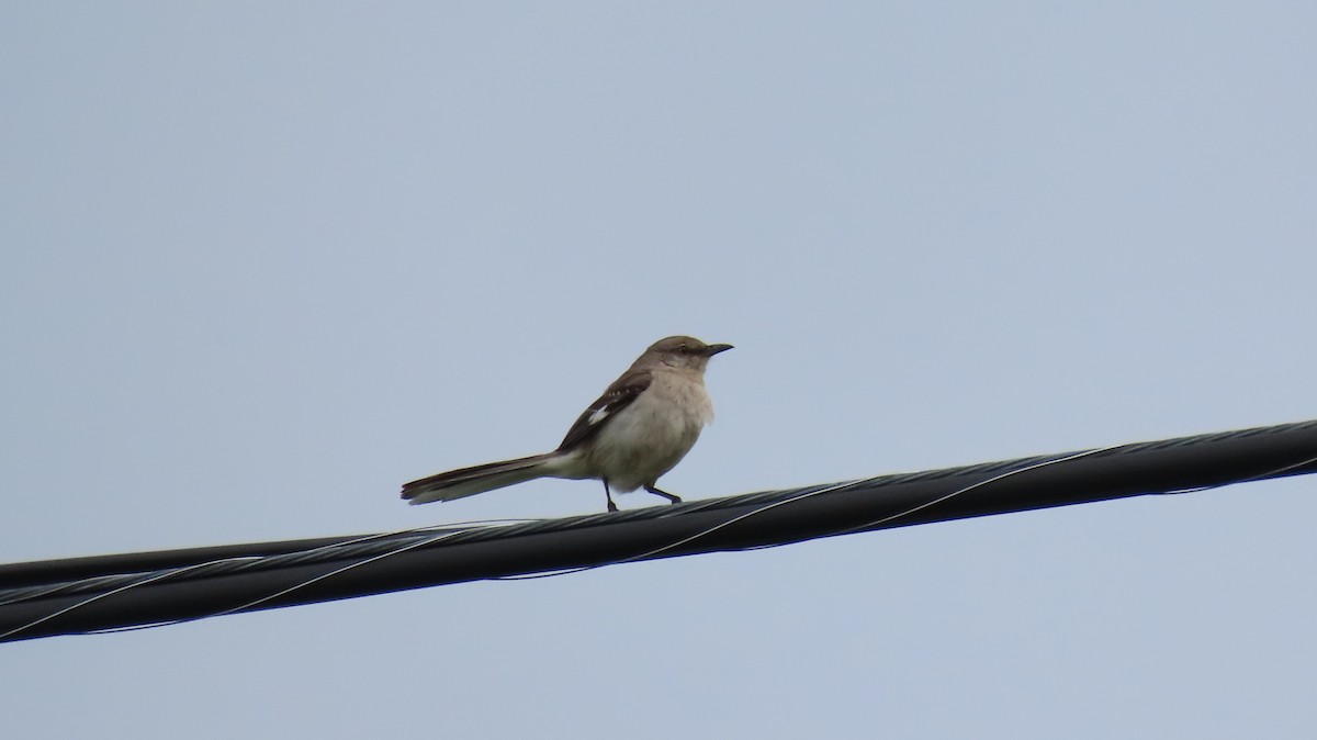 Northern Mockingbird - ML620822735