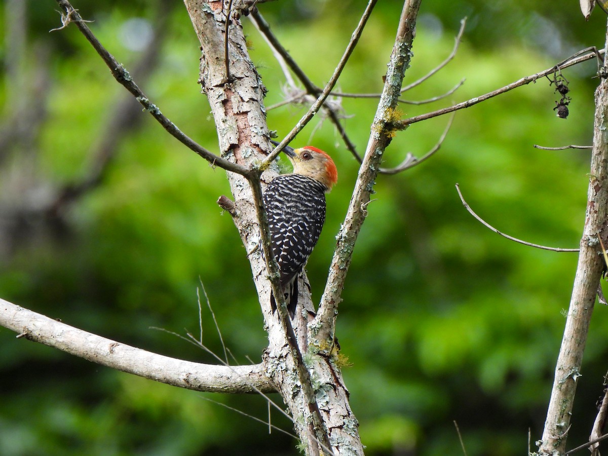 Red-crowned Woodpecker - ML620822739