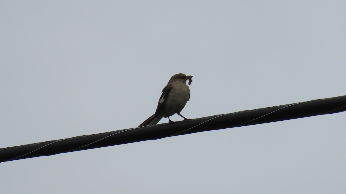 Northern Mockingbird - ML620822741