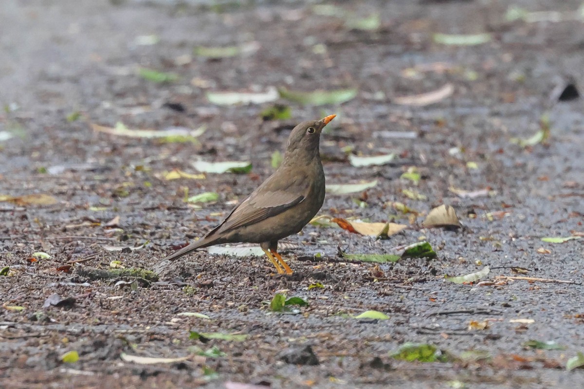 Tickell's Thrush - ML620822753