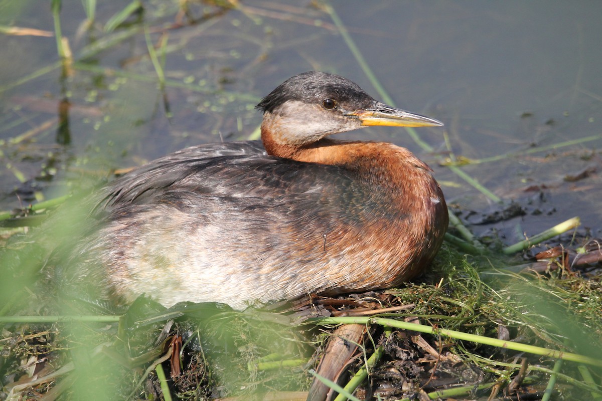 Red-necked Grebe - ML620822755