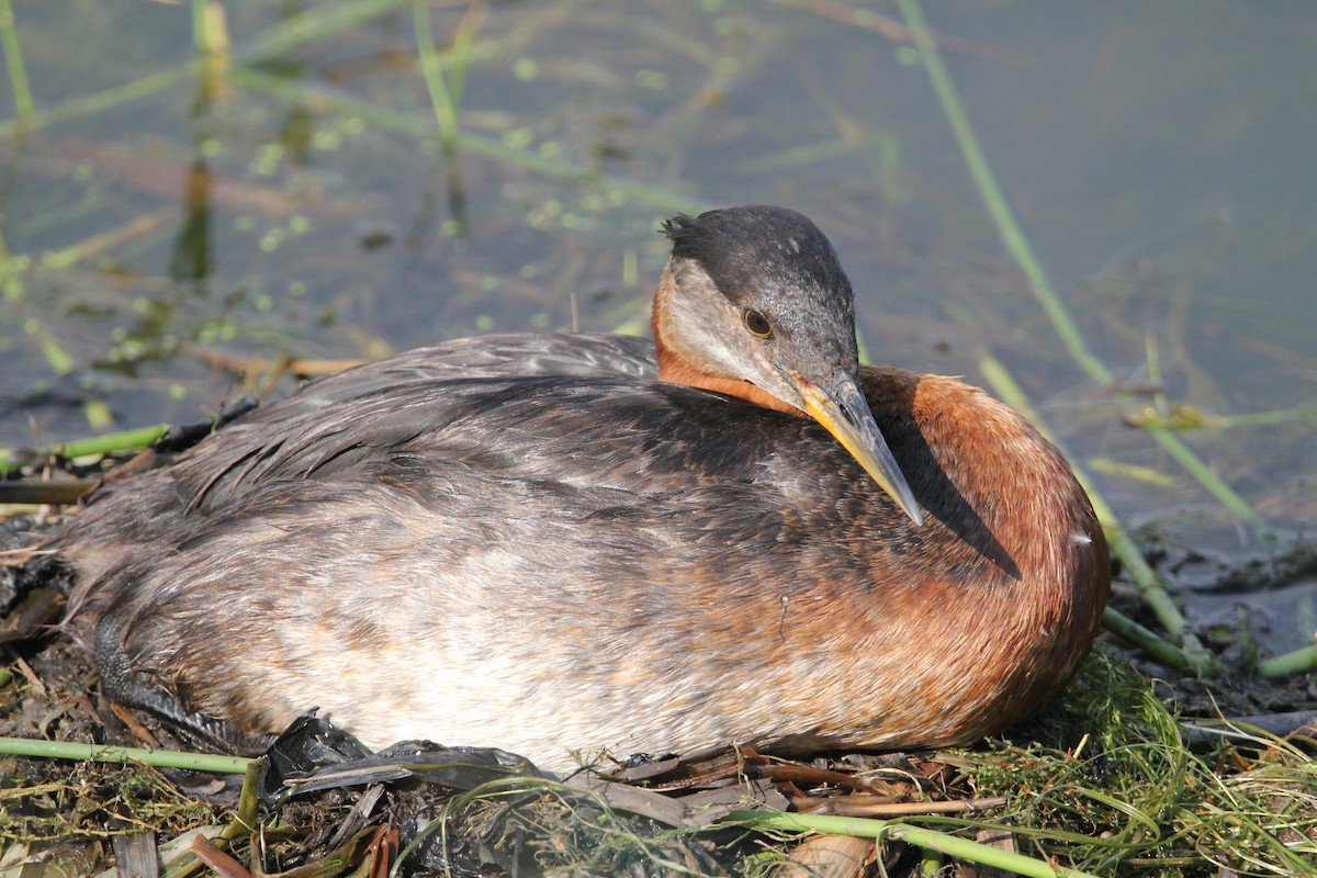 Red-necked Grebe - ML620822756