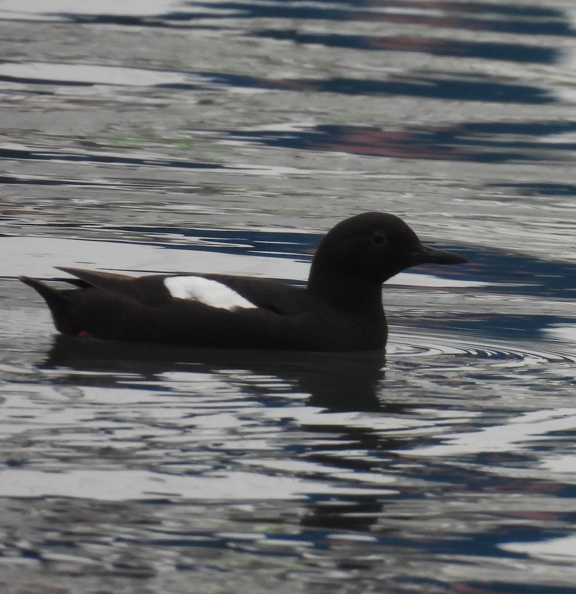 Pigeon Guillemot - ML620822761