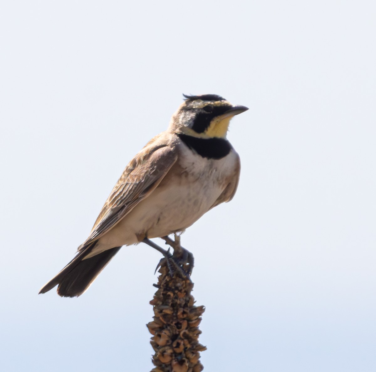 Horned Lark - ML620822762