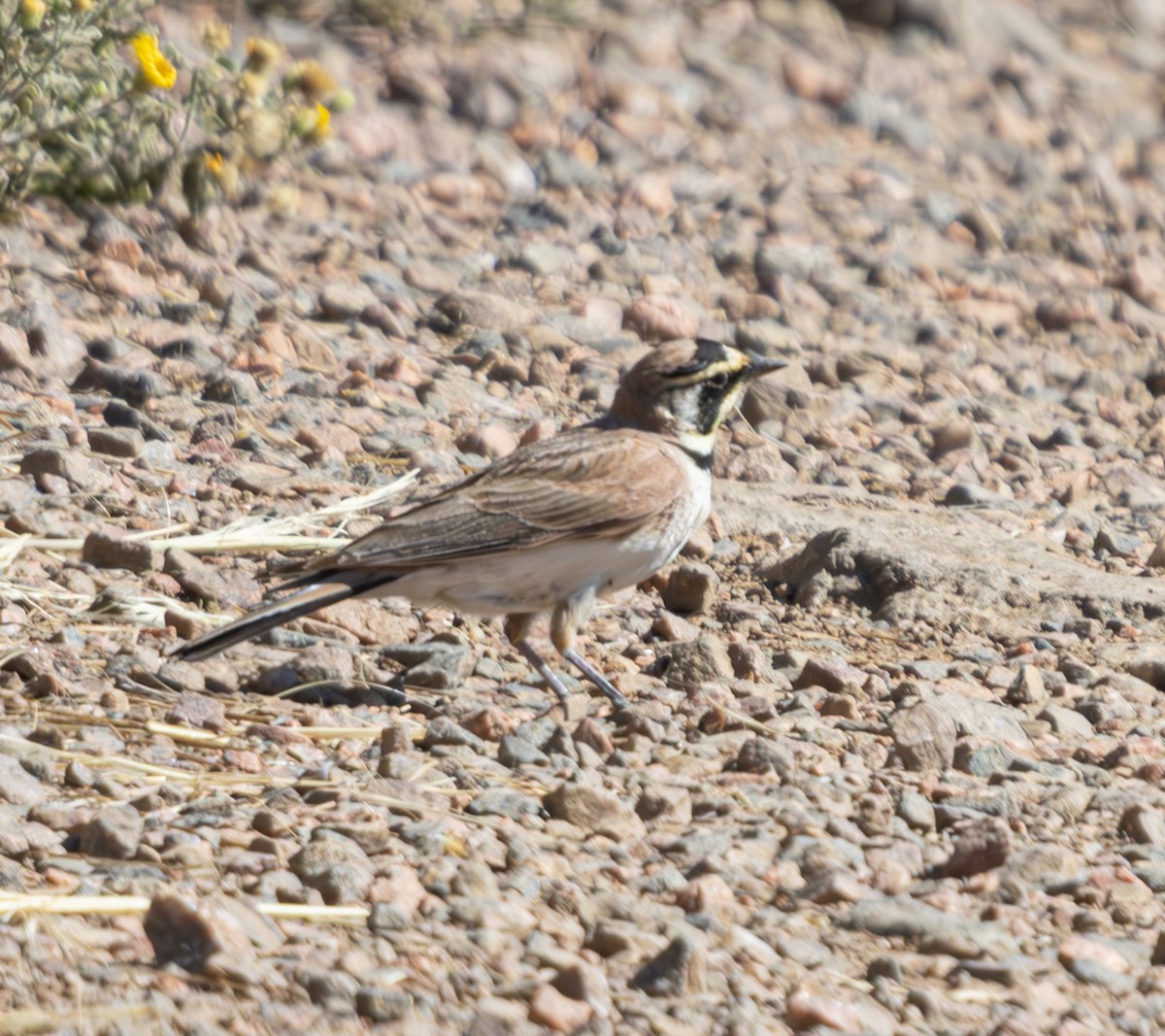 Horned Lark - ML620822763