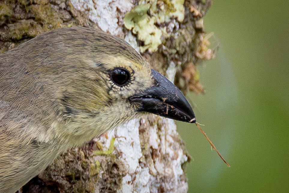 Woodpecker Finch - ML620822766