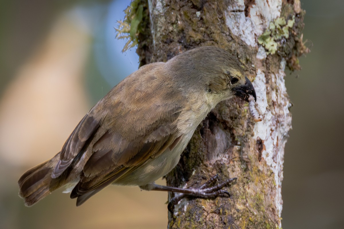 Woodpecker Finch - ML620822767