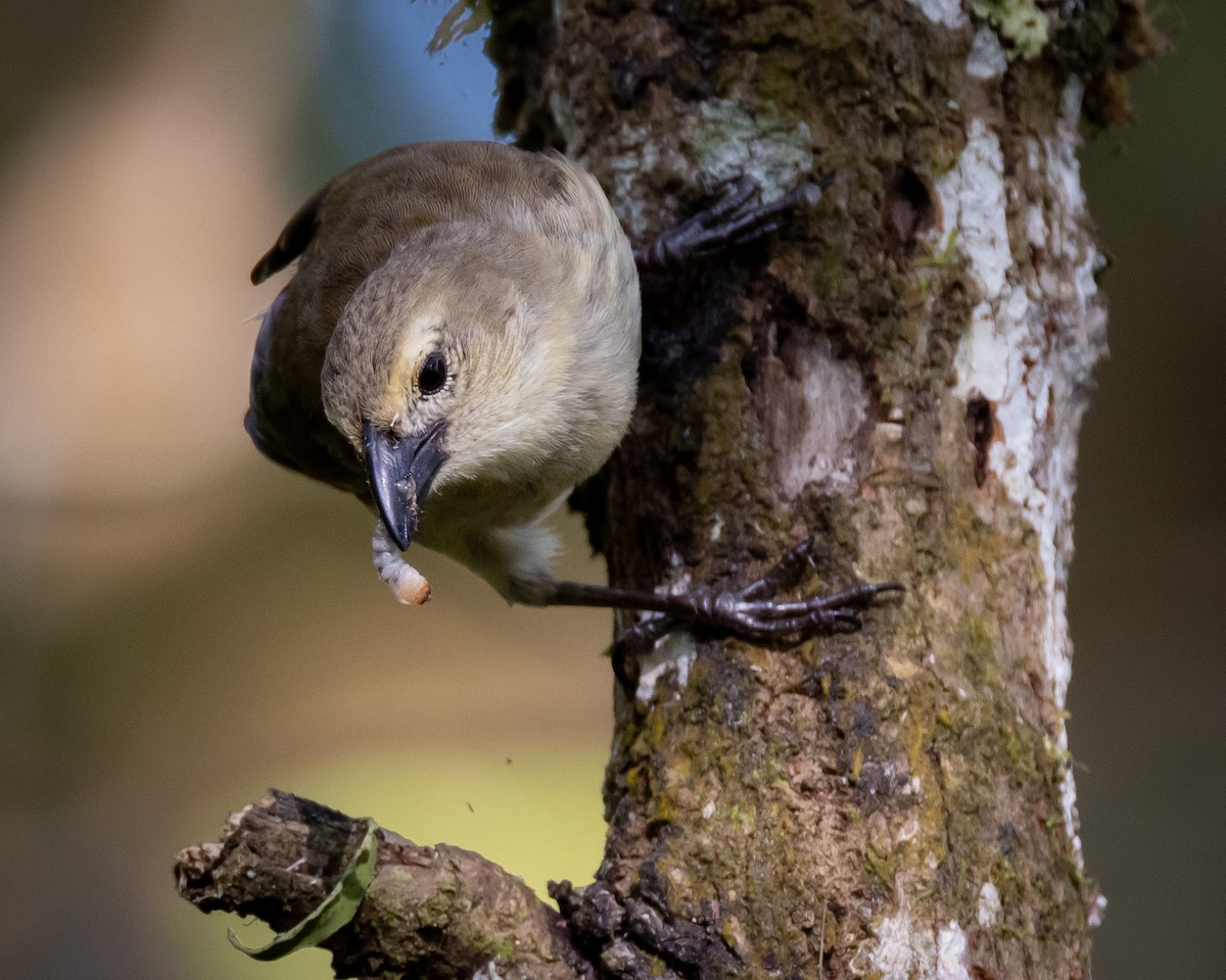 Woodpecker Finch - ML620822768