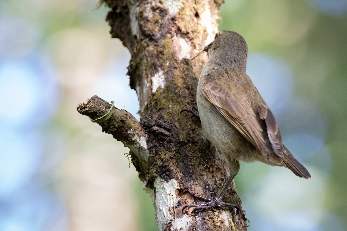 Woodpecker Finch - ML620822771