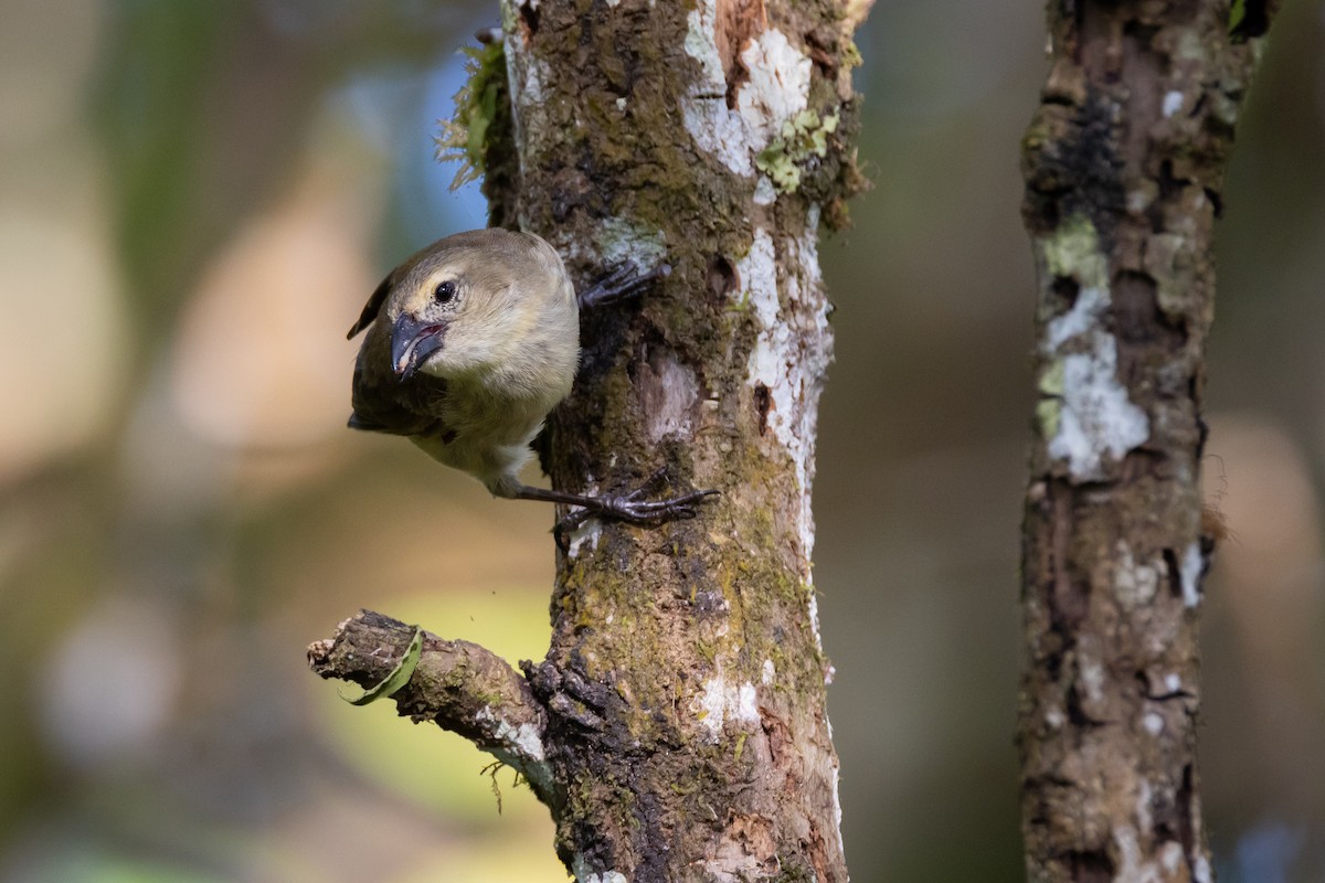 Woodpecker Finch - ML620822772