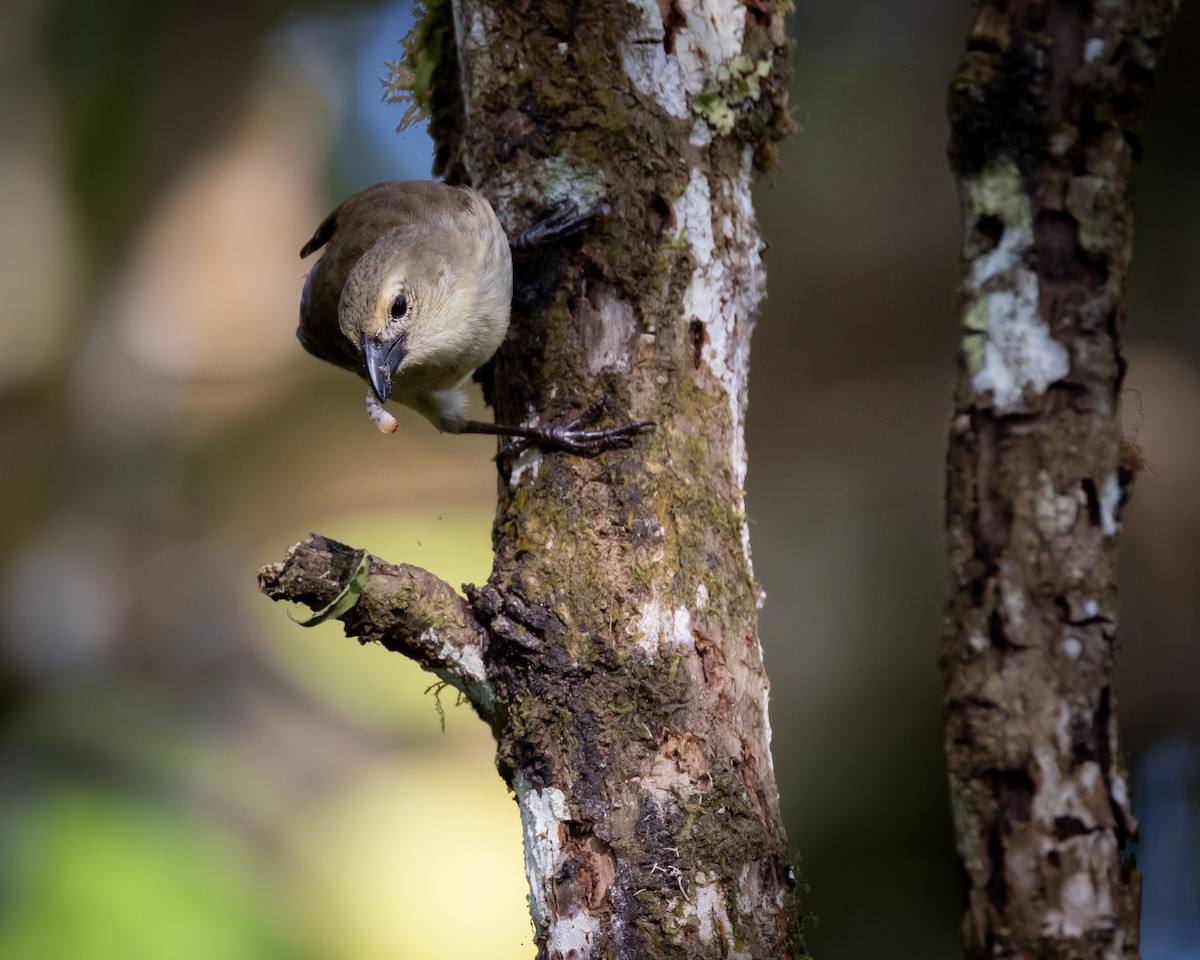 Woodpecker Finch - ML620822773