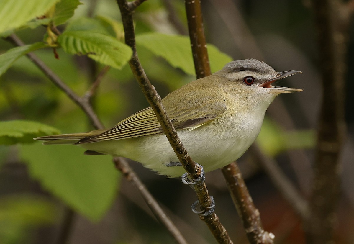 rødøyevireo - ML620822774