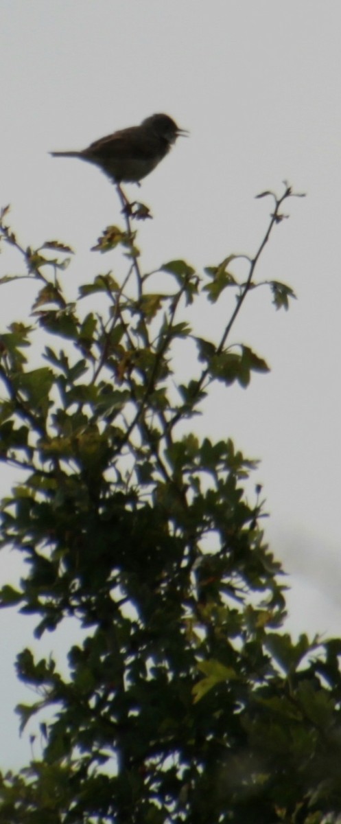 Greater Whitethroat - ML620822775