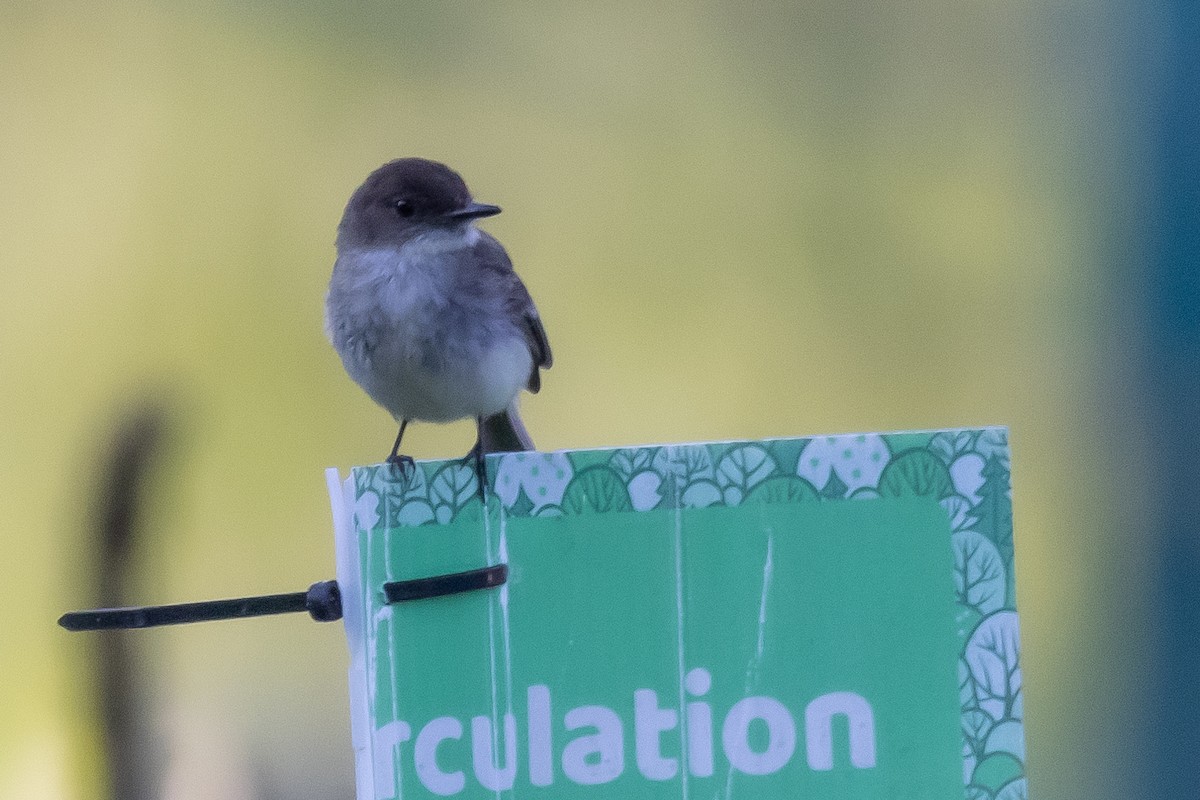 Eastern Phoebe - ML620822779