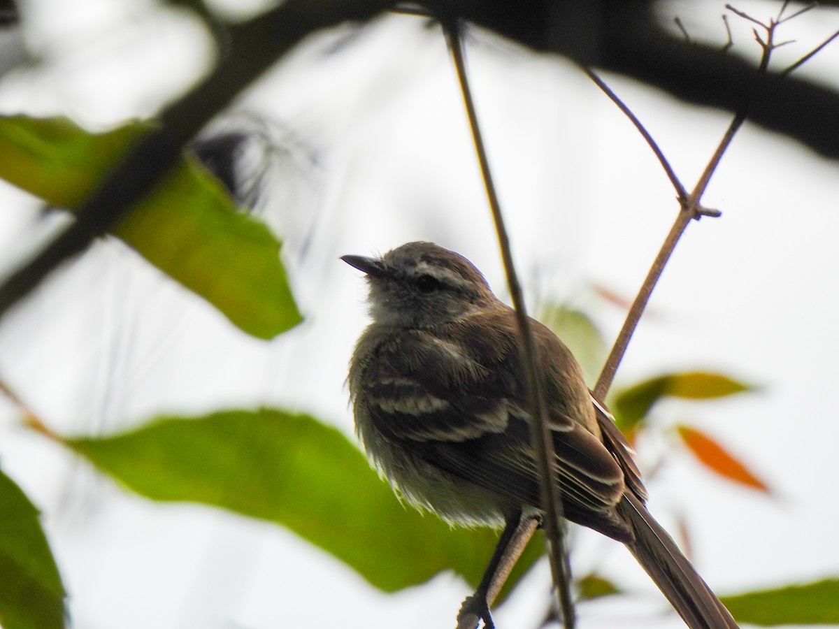 Northern Mouse-colored Tyrannulet - ML620822791