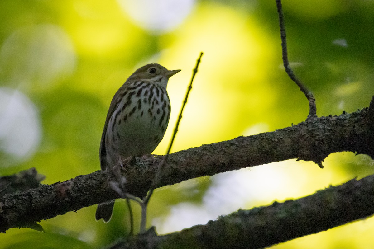 カマドムシクイ - ML620822796