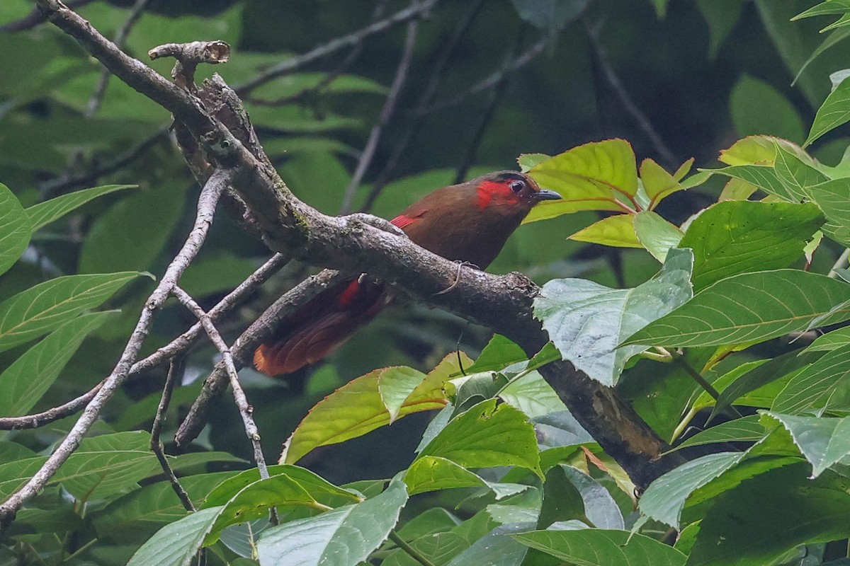Red-faced Liocichla - ML620822813