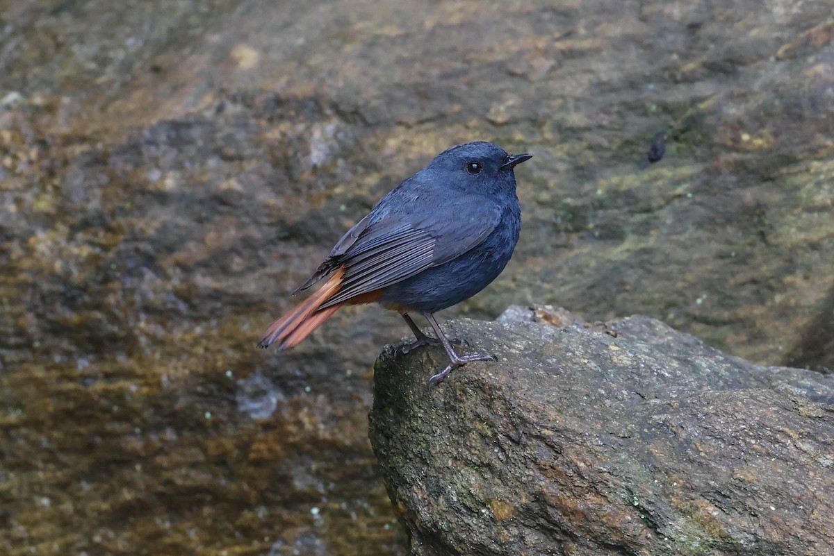 Plumbeous Redstart - Allison Miller