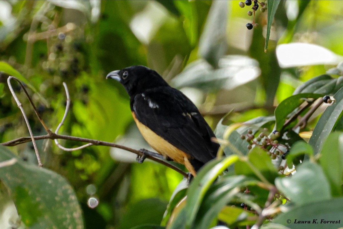 Yellow-crested Tanager - ML620822817