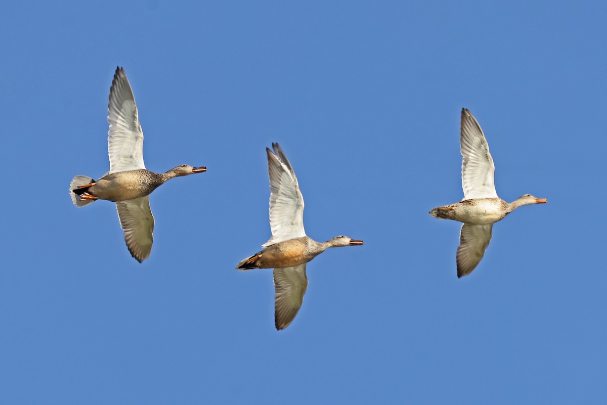 Gadwall - ML620822819