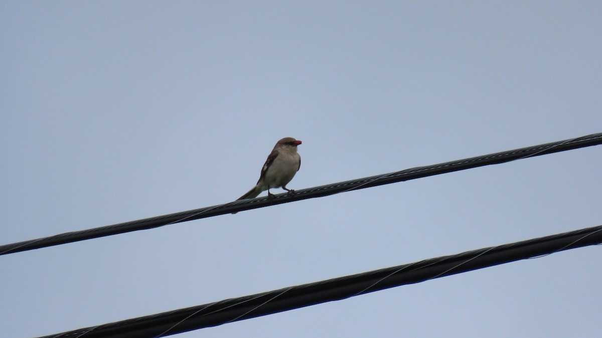 Northern Mockingbird - ML620822820