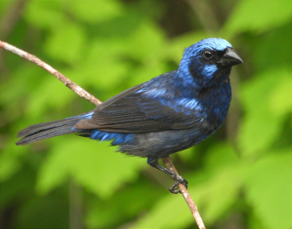 Blue Bunting - ML620822823