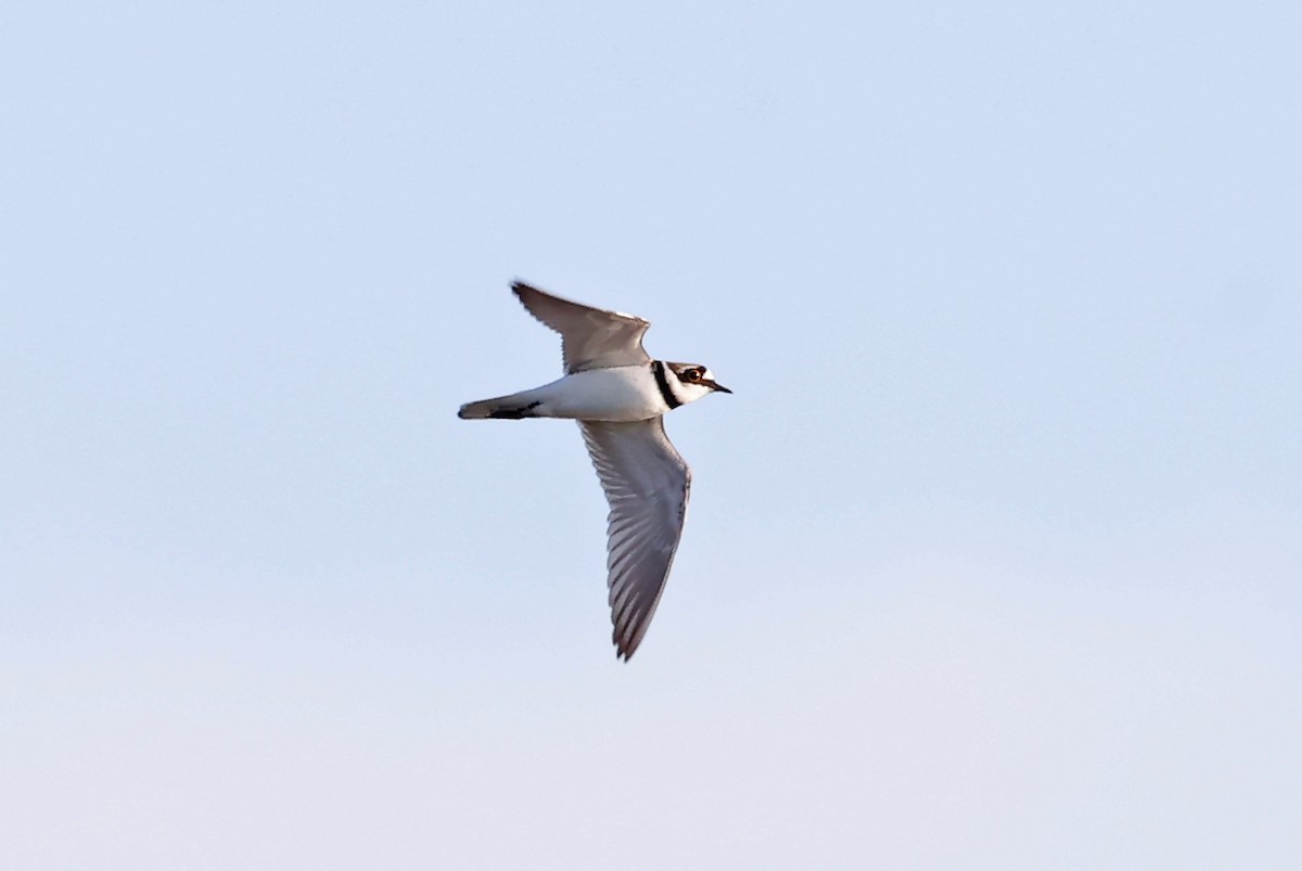 Little Ringed Plover - ML620822828